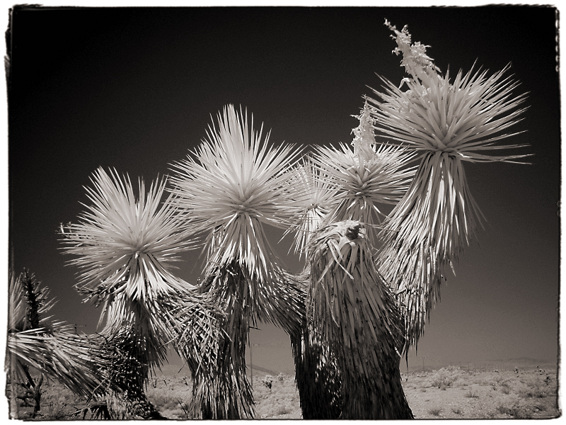 Desert Trees Infrared in the Mojave Desert, CA � Dave Hickey